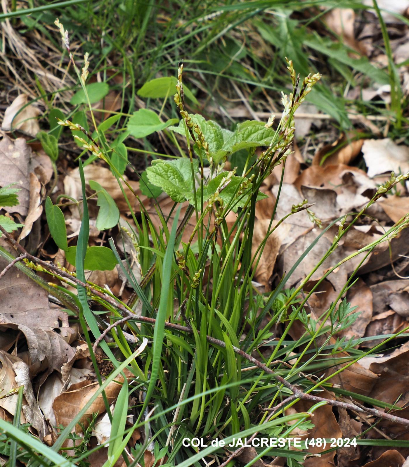 Sedge, Fingered plant